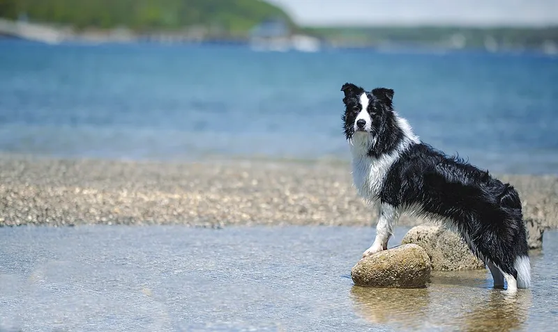 Border Collie fotoğraf 7