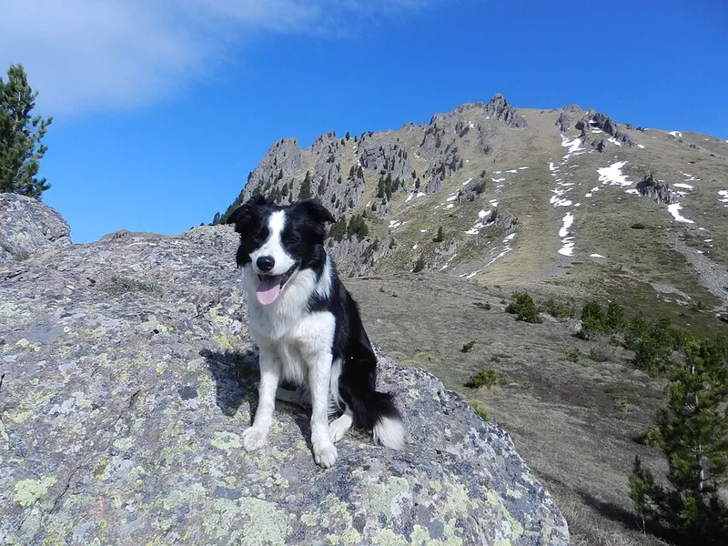 Border Collie fotoğraf 9