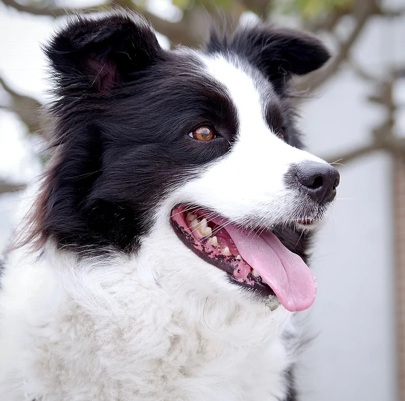 Border Collie fotoğraf 11