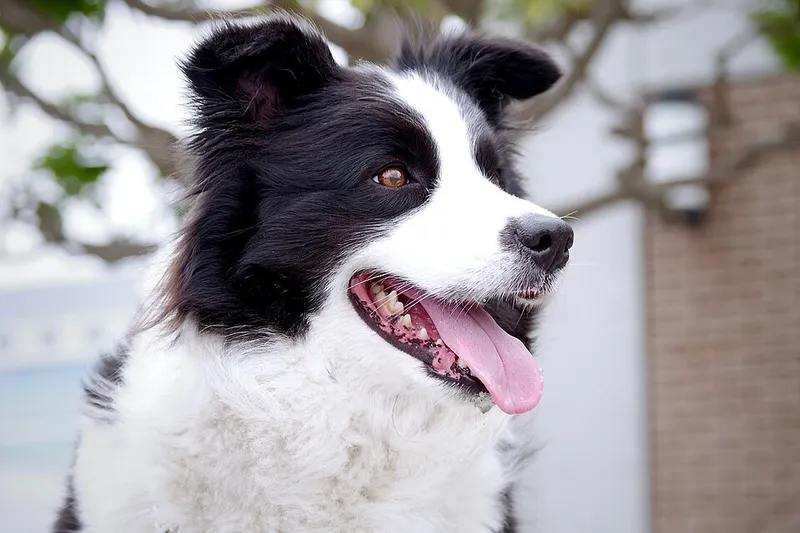 Border Collie fotoğraf 12