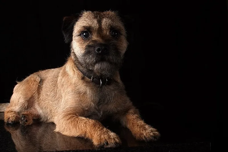 Border Terrier fotoğraf 1
