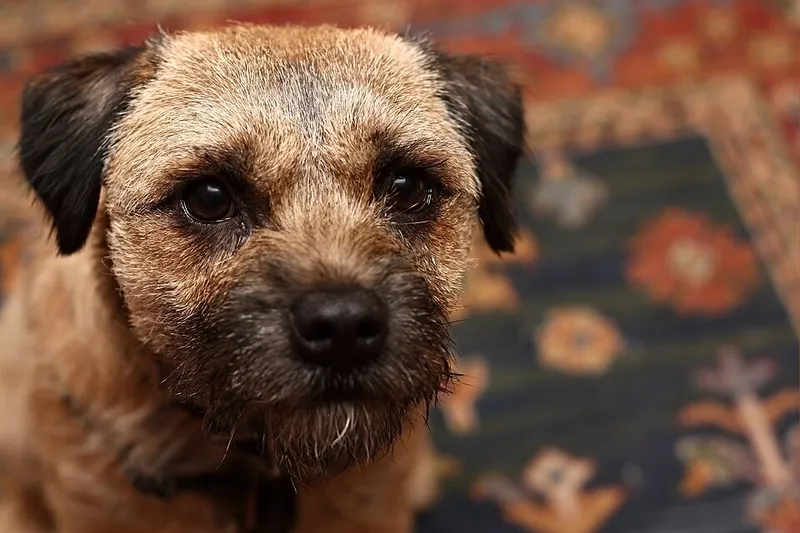 Border Terrier fotoğraf 2