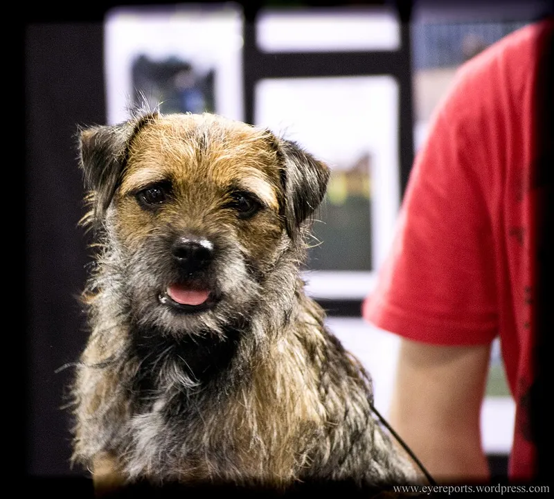 Border Terrier fotoğraf 6