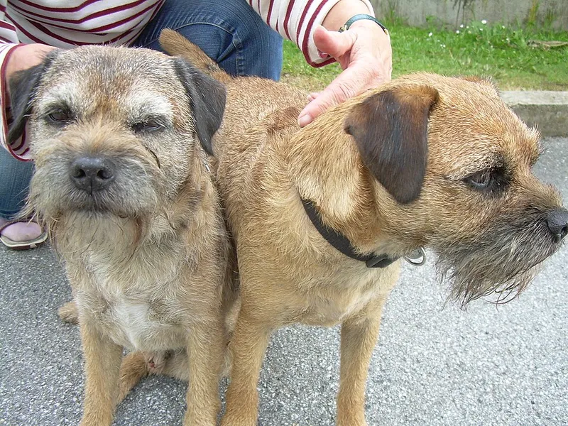 Border Terrier fotoğraf 7