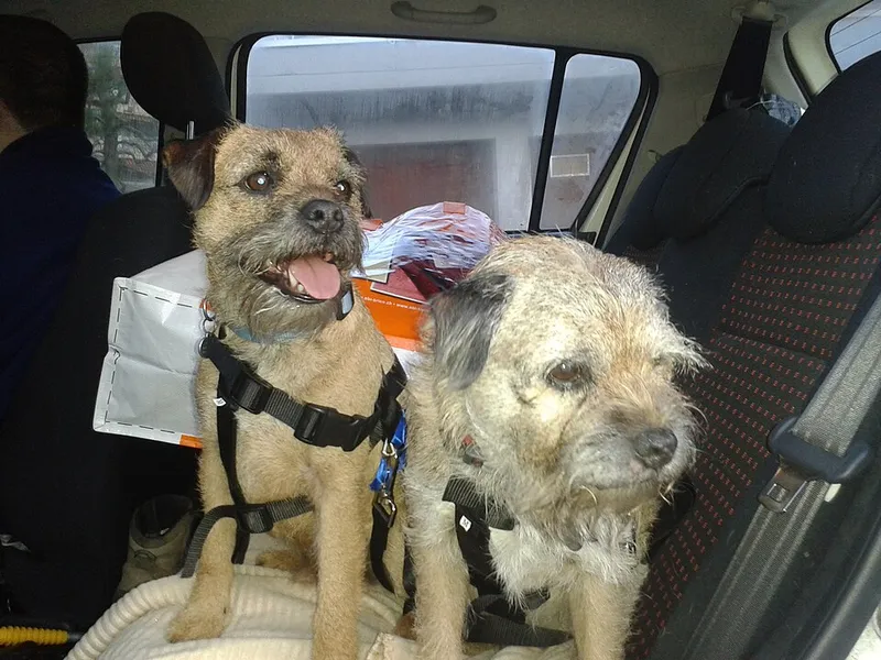 Border Terrier fotoğraf 9