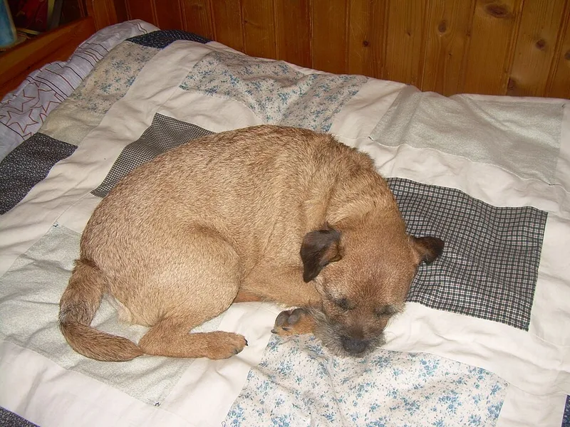 Border Terrier fotoğraf 11