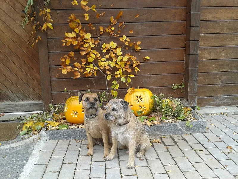 Border Terrier fotoğraf 12
