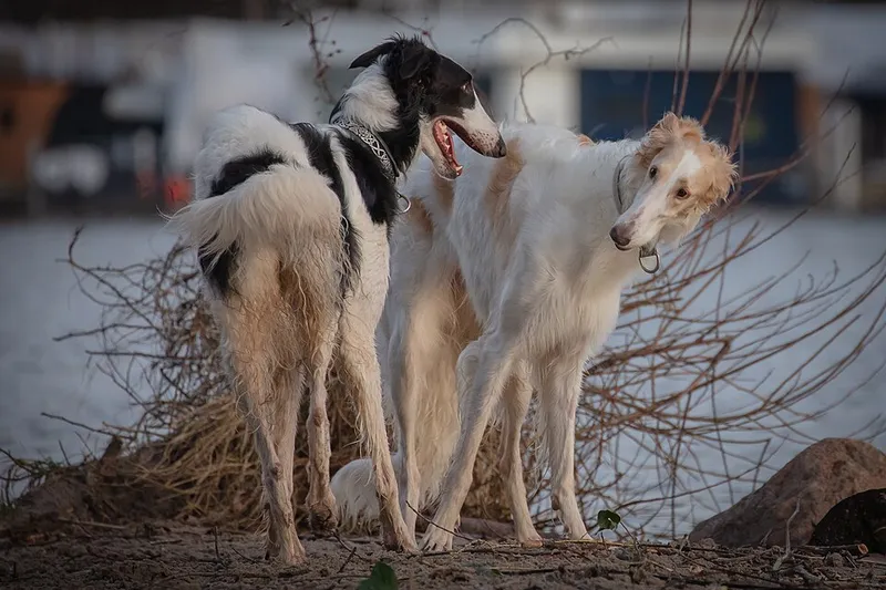 Borzoi fotoğraf 1