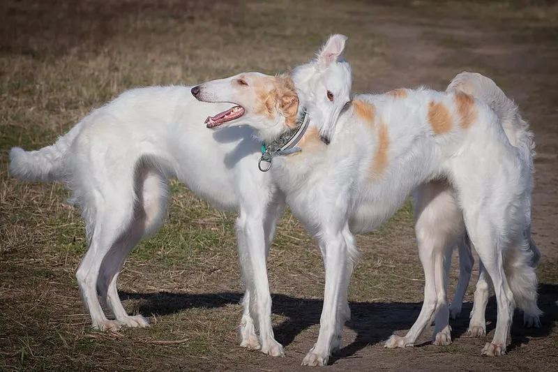 Borzoi fotoğraf 2