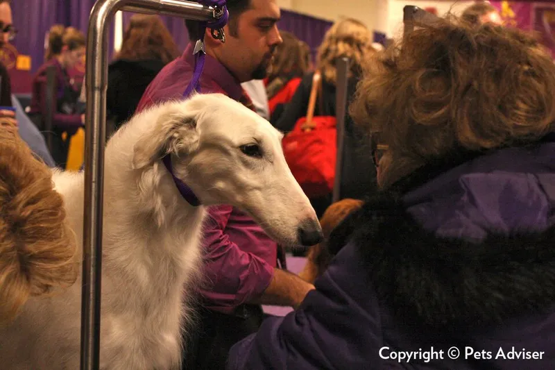 Borzoi fotoğraf 3