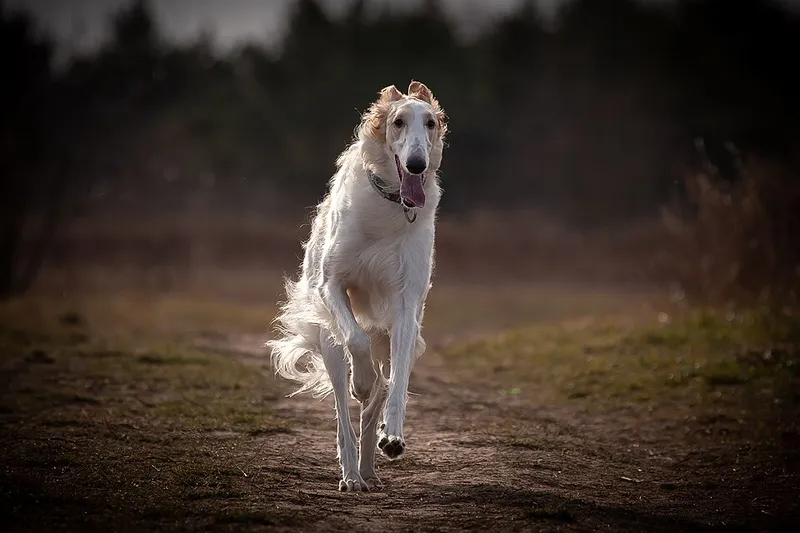 Borzoi fotoğraf 5