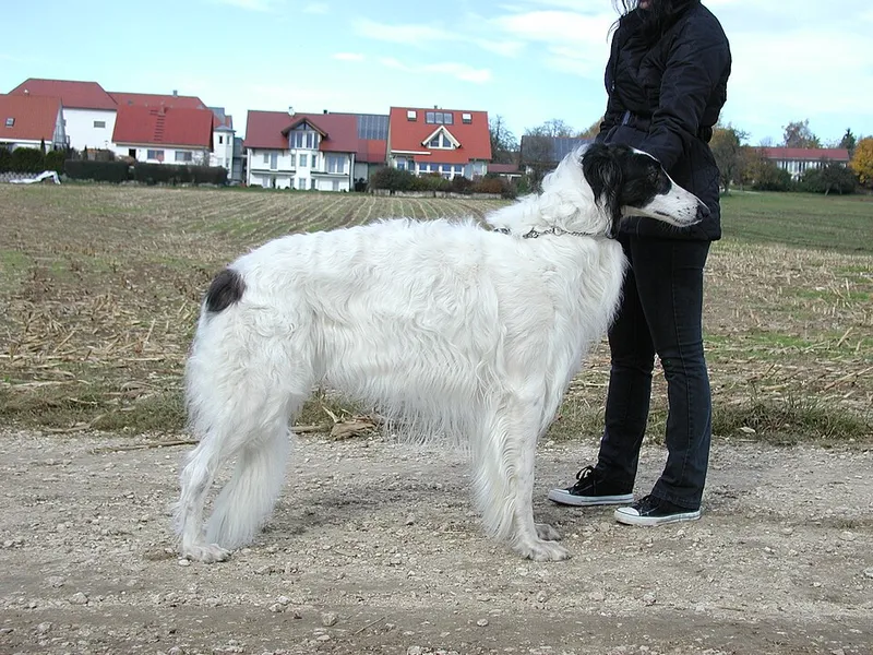 Borzoi fotoğraf 6