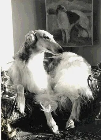 Borzoi fotoğraf 7
