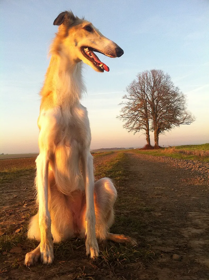 Borzoi fotoğraf 8