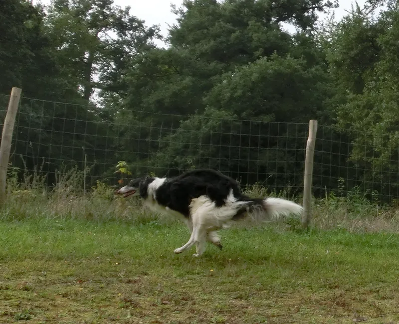 Borzoi fotoğraf 9