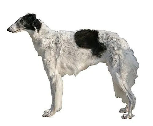Borzoi fotoğraf 10