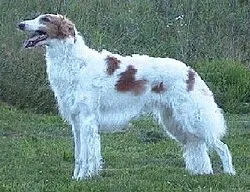 Borzoi fotoğraf 11