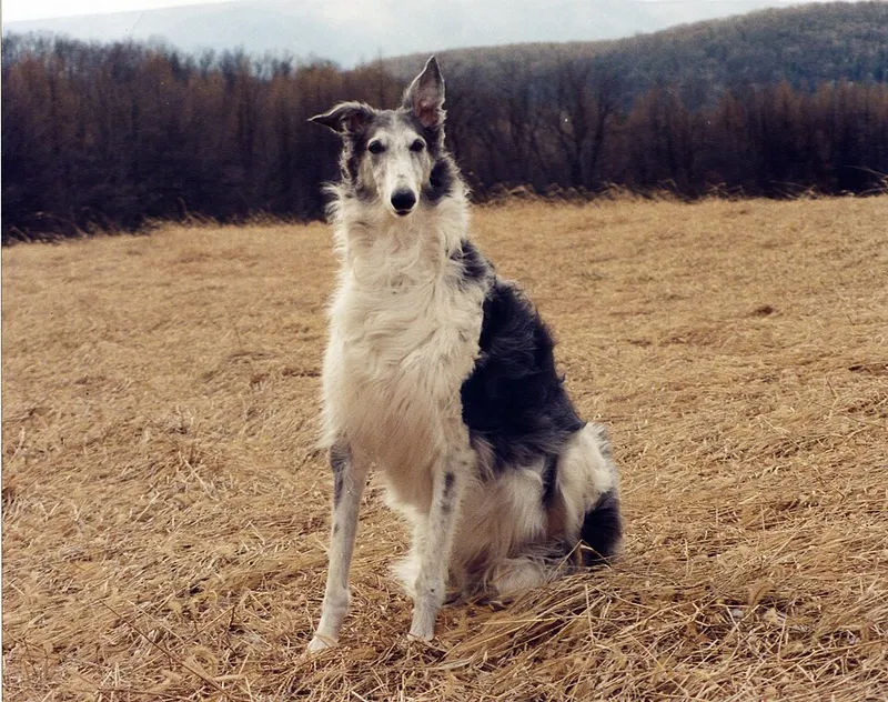 Borzoi fotoğraf 12