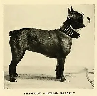 Boston Terrier fotoğraf 1