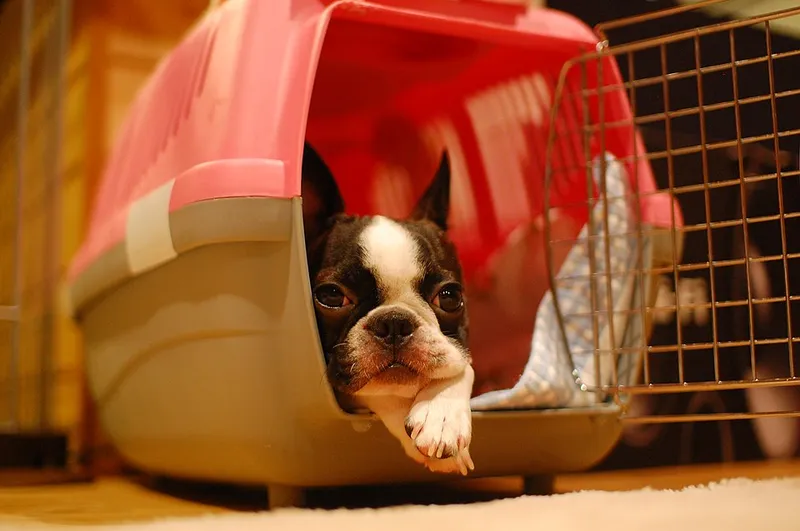 Boston Terrier fotoğraf 2