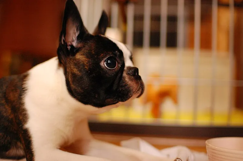 Boston Terrier fotoğraf 3