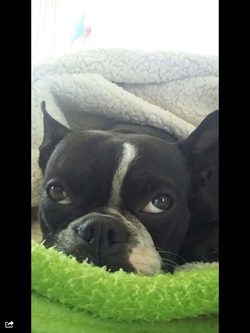 Boston Terrier fotoğraf 4