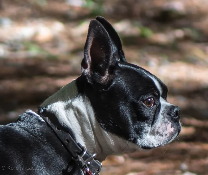 Boston Terrier fotoğraf 7