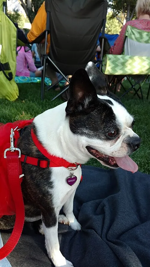 Boston Terrier fotoğraf 8