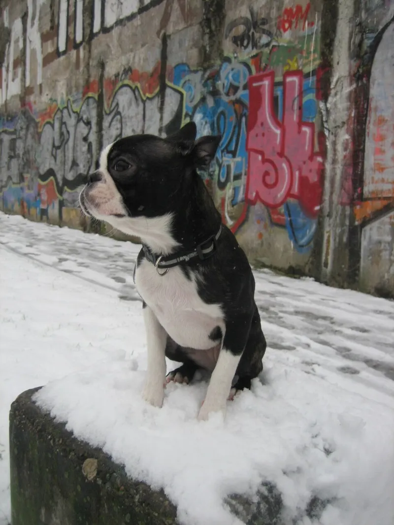Boston Terrier fotoğraf 9