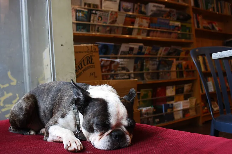 Boston Terrier fotoğraf 10