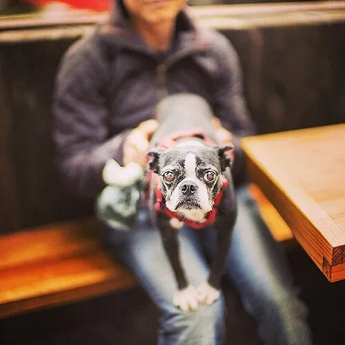 Boston Terrier fotoğraf 11