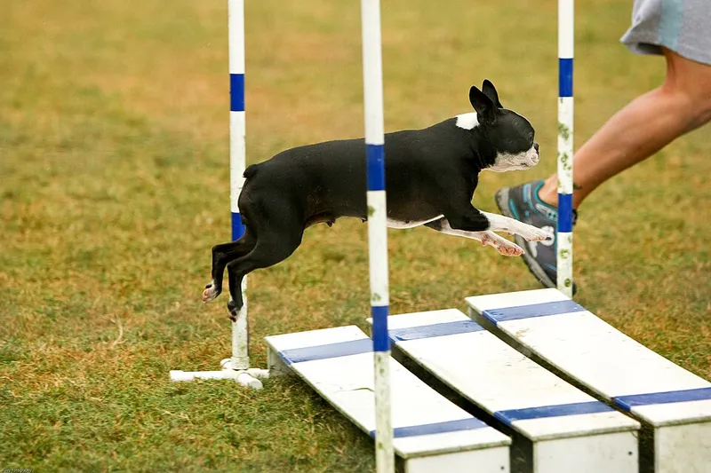 Boston Terrier fotoğraf 12