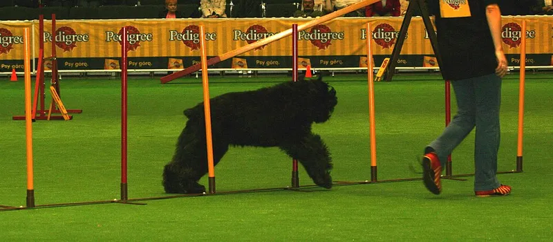 Bouvier des Flandres fotoğraf 1
