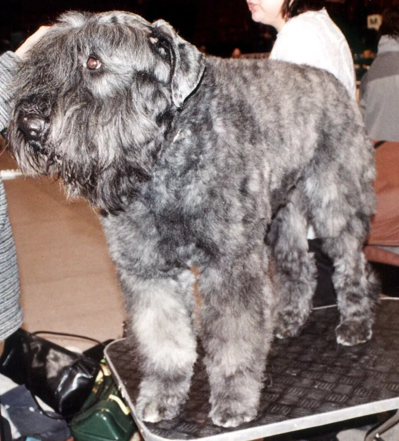 Bouvier des Flandres fotoğraf 2