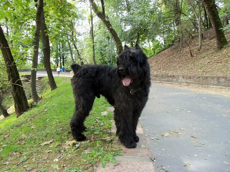 Bouvier des Flandres fotoğraf 3