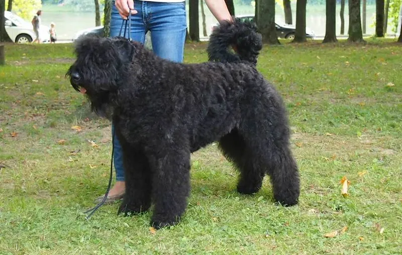 Bouvier des Flandres fotoğraf 4
