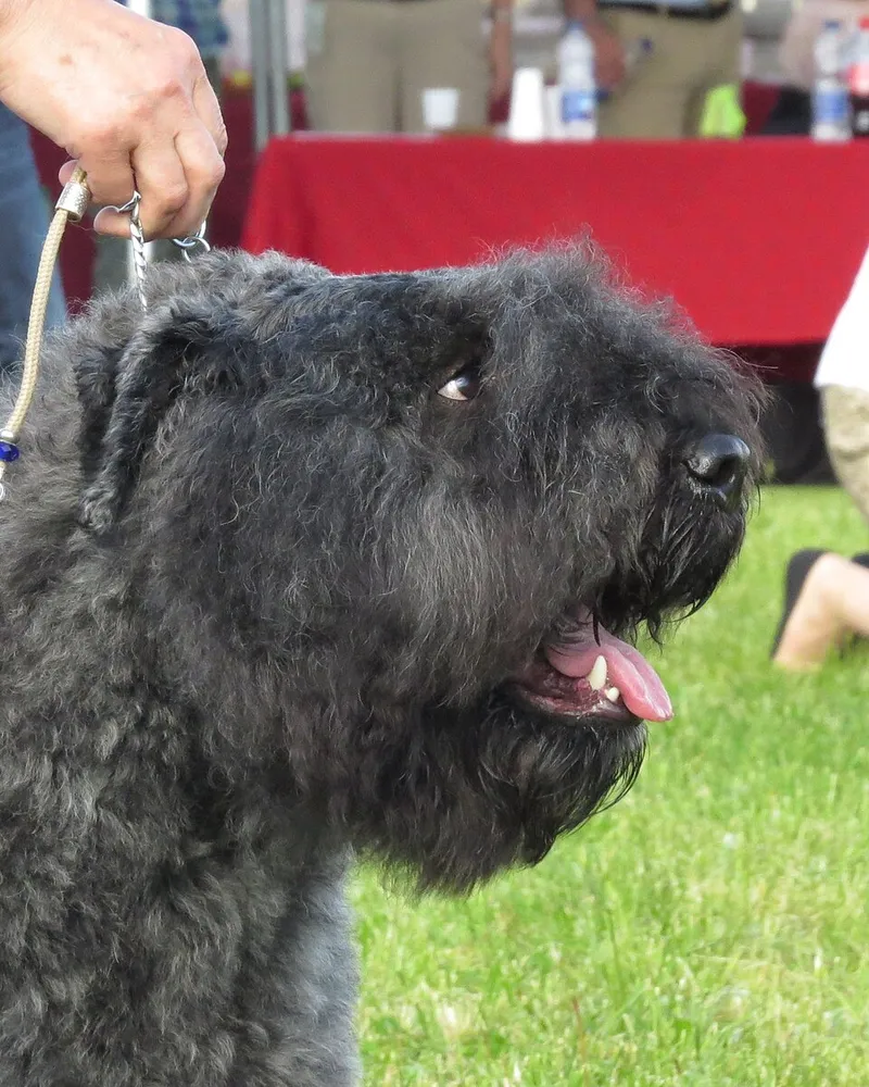 Bouvier des Flandres fotoğraf 5
