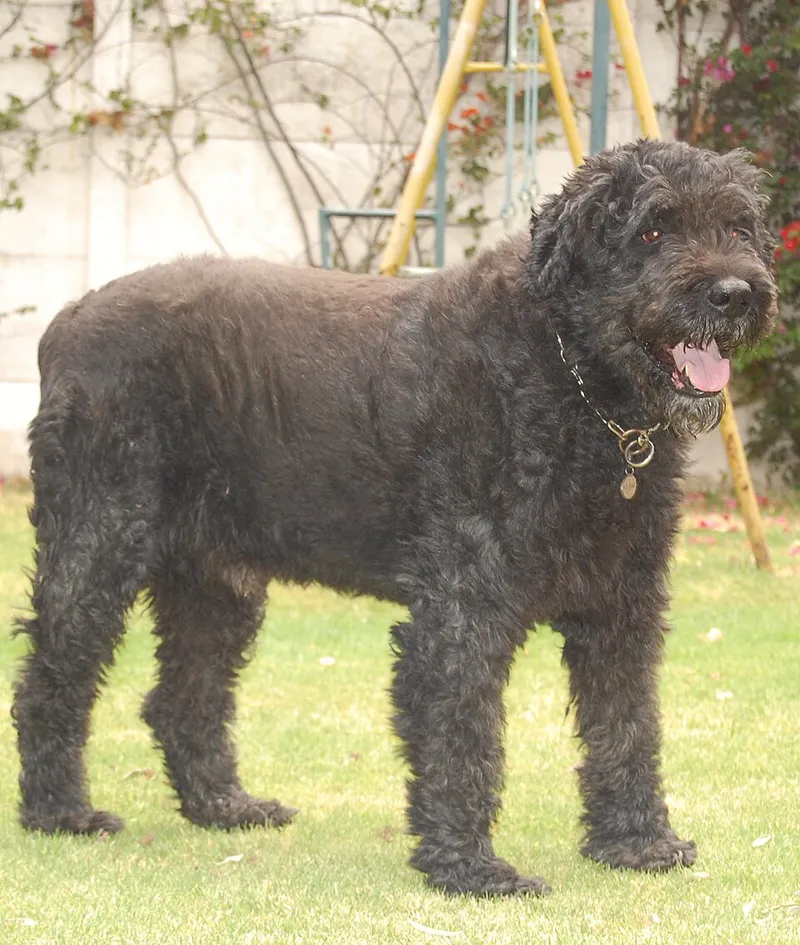 Bouvier des Flandres fotoğraf 6