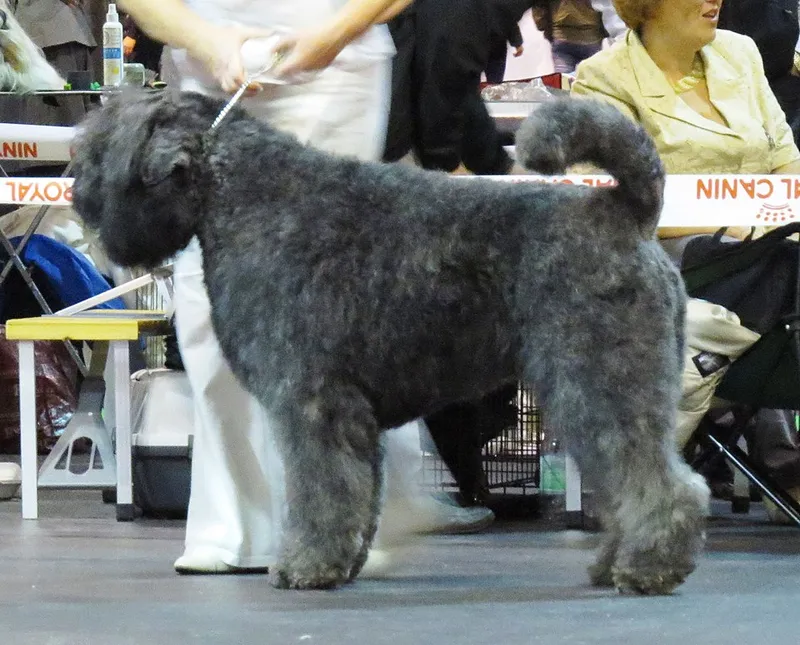 Bouvier des Flandres fotoğraf 7