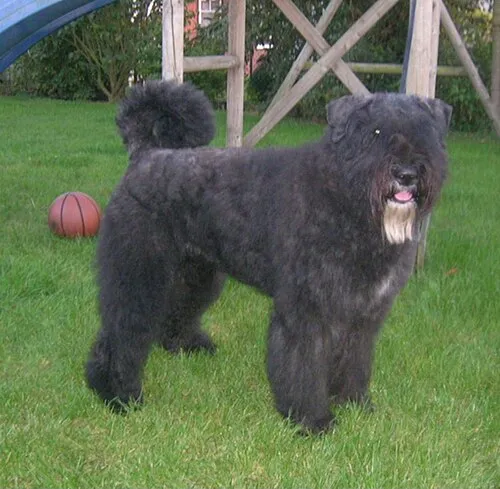 Bouvier des Flandres fotoğraf 8