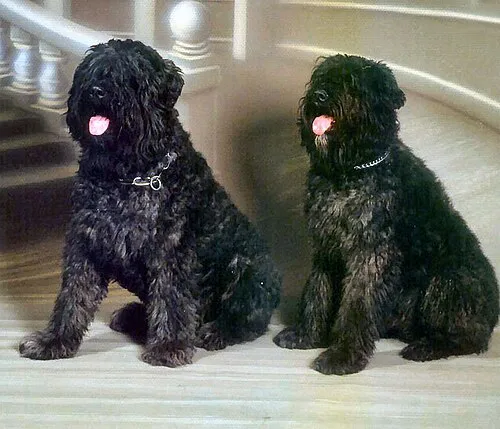 Bouvier des Flandres fotoğraf 9
