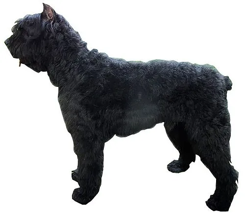 Bouvier des Flandres fotoğraf 10