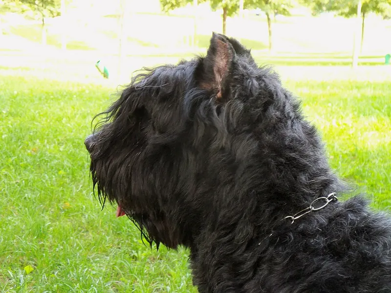 Bouvier des Flandres fotoğraf 11