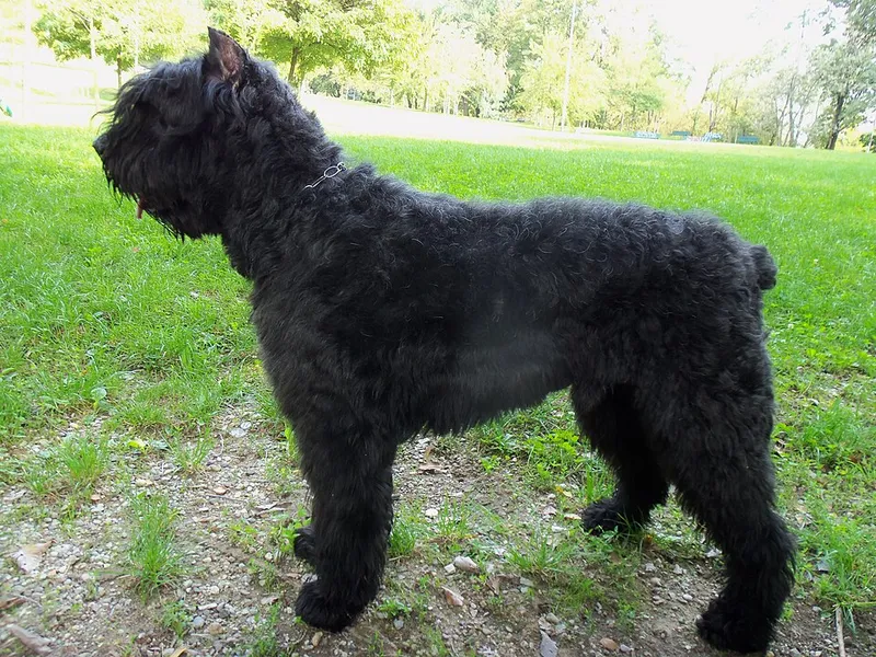 Bouvier des Flandres fotoğraf 12