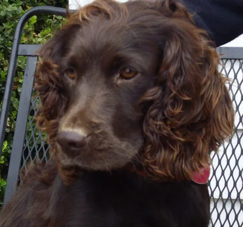 Boykin Spaniel fotoğraf 1