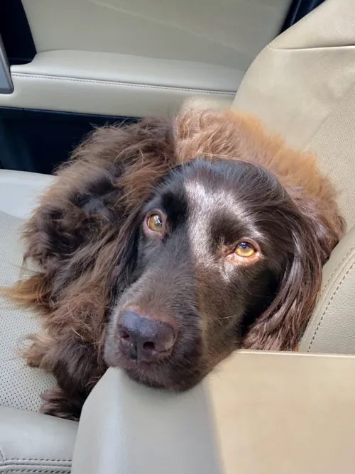 Boykin Spaniel fotoğraf 2