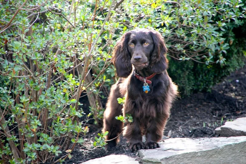Boykin Spaniel fotoğraf 3