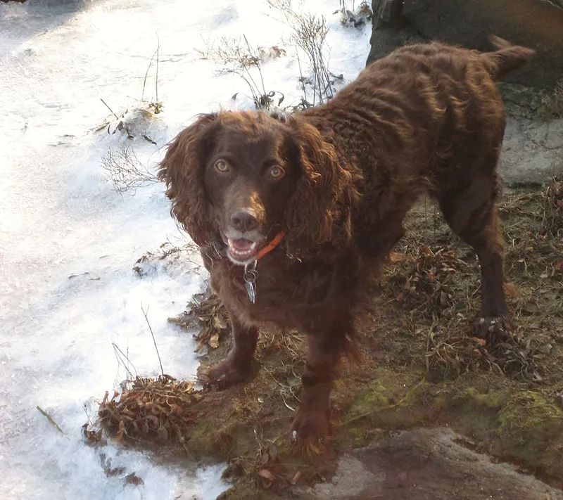 Boykin Spaniel fotoğraf 4