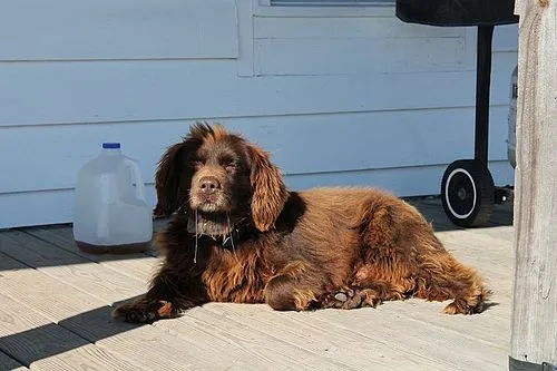 Boykin Spaniel fotoğraf 5