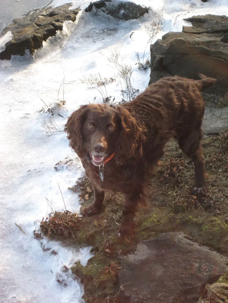 Boykin Spaniel fotoğraf 6